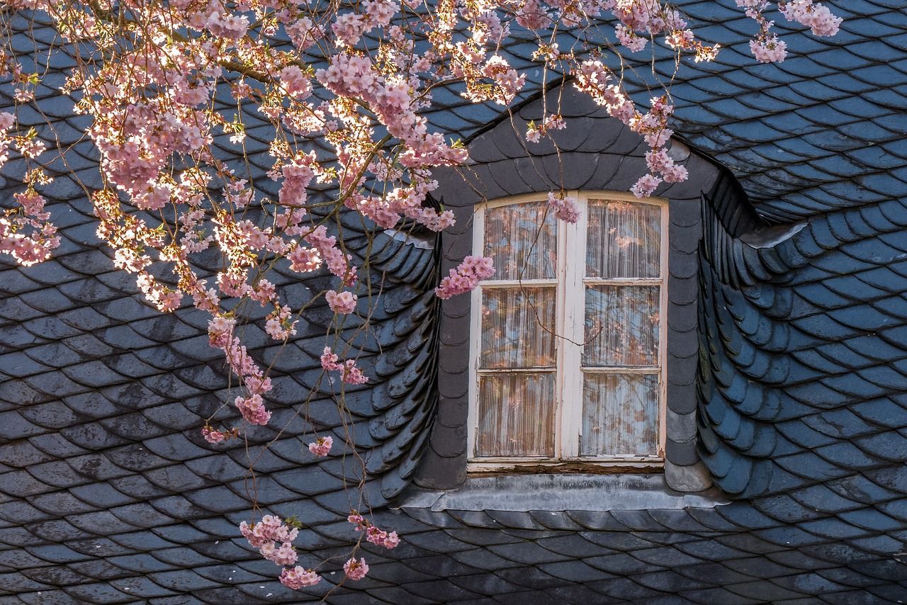 Lucarne dans une toiture en ardoise, devant un cerisier en fleurs